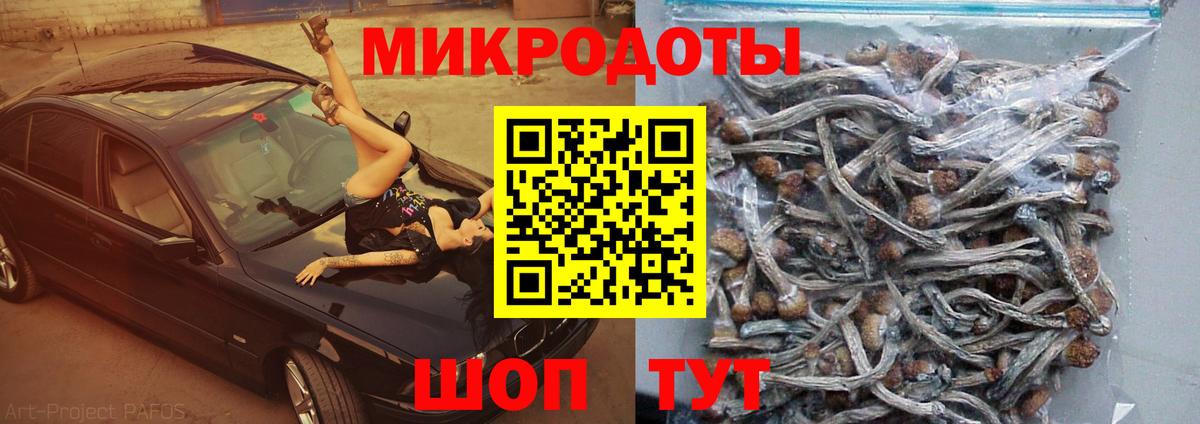 Галлюциногенные грибы Psilocybe Новодвинск